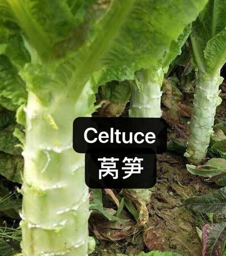 400+CT Organic Celtuce Seeds Produce By 2025. 400多粒有机