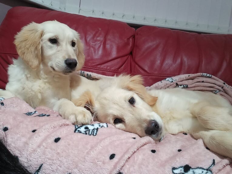 Beautiful Golden Retriever Puppies In Ashton On Ribble Lancashire Gumtree
