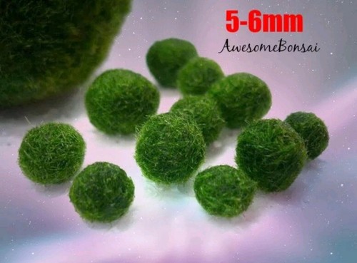 5 Marimo Moss Balls Cladophora live aquarium ...