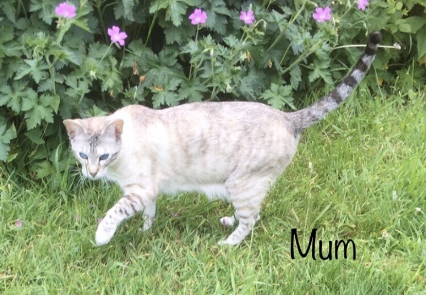 Beautiful Silver Mink Bengal Tabby & Red Spotted (Ginger) Kittens in