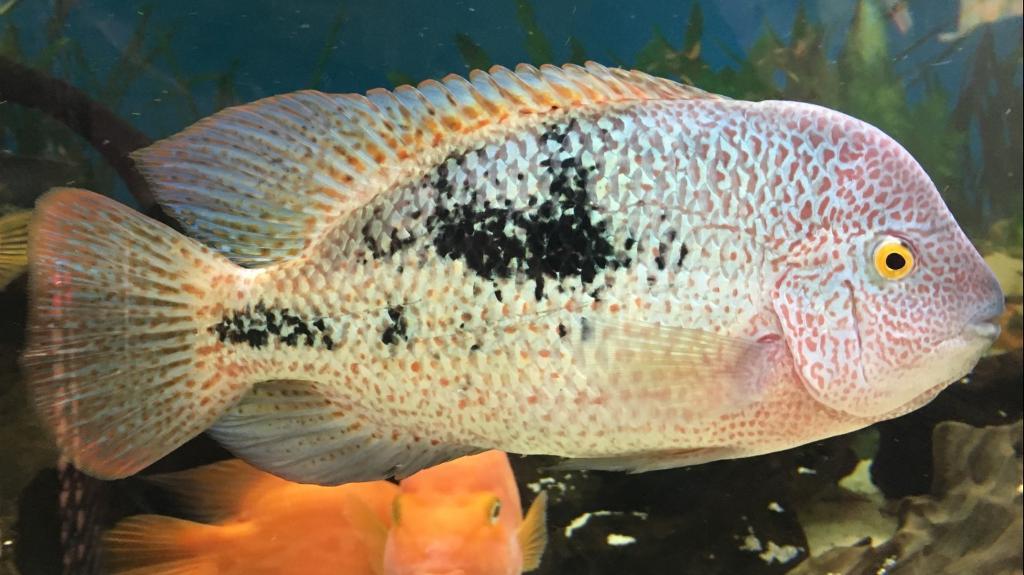 tailbar cichlids (Vieja hartwegi) in Hartcliffe, Bristol Gumtree