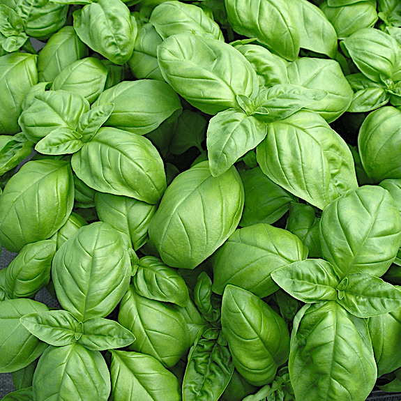 Genovese Basil Seeds | 1,000 Seeds | Heirloom - Non-GMO | Free Shipping | 1126