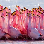 randomflamingo