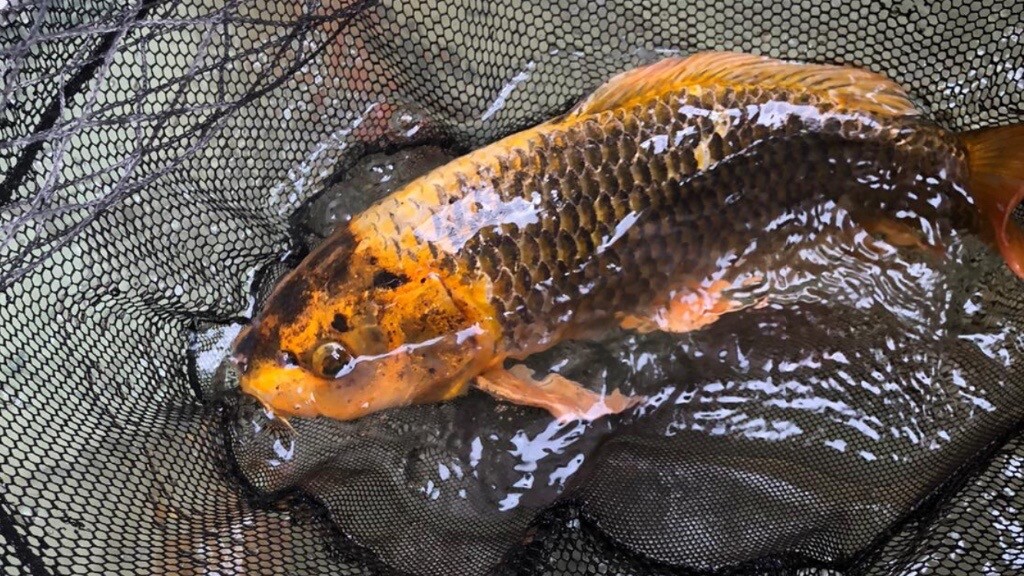 For sale fishpond in Bedminster, Bristol Gumtree