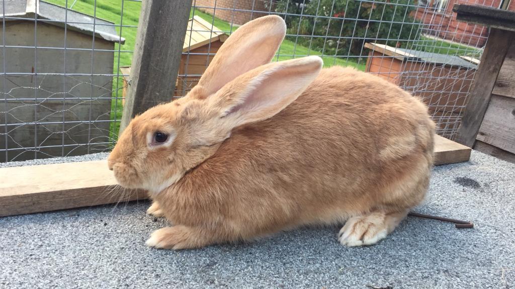 Continental Giant rabbit female | in Oakwood, West Yorkshire | Gumtree