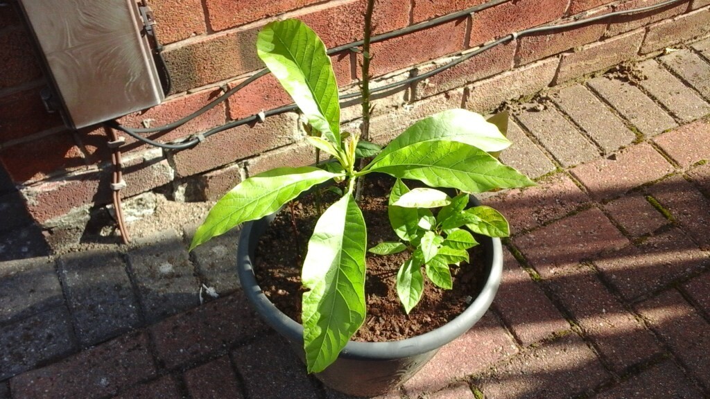 Avocado plants in Sale, Manchester Gumtree