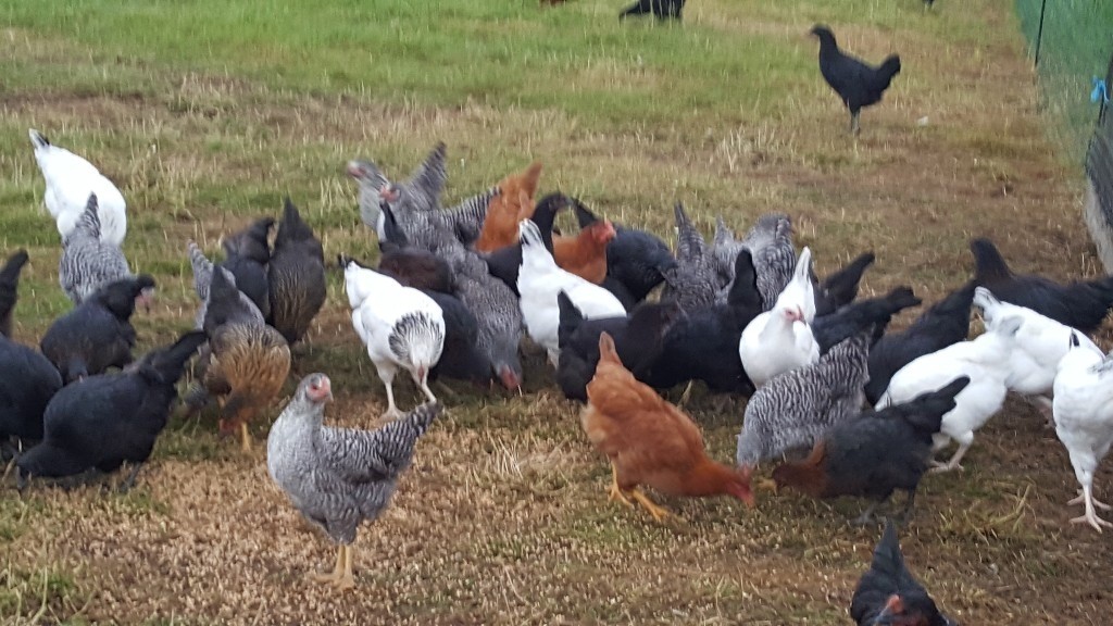 Point of lay chickens, hens. in Arbroath, Angus Gumtree