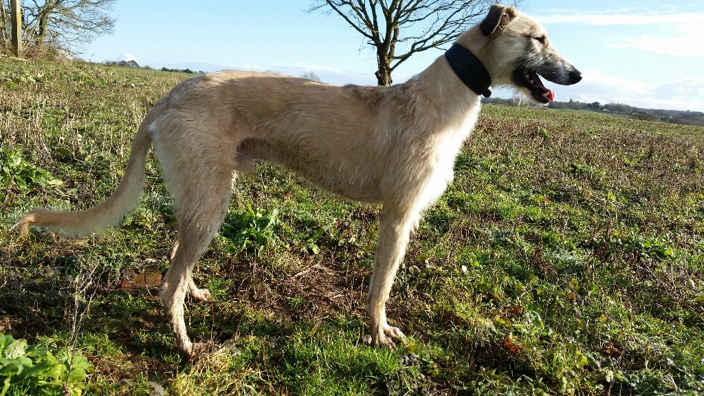 for sale 2 year old male lurcher 26 tts saluki greyhound x Deerhound