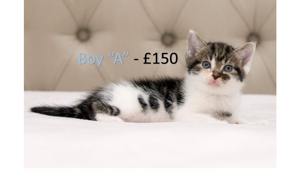 Beautiful Ginger, Mixed Colour & Tabby Kittens For Sale in