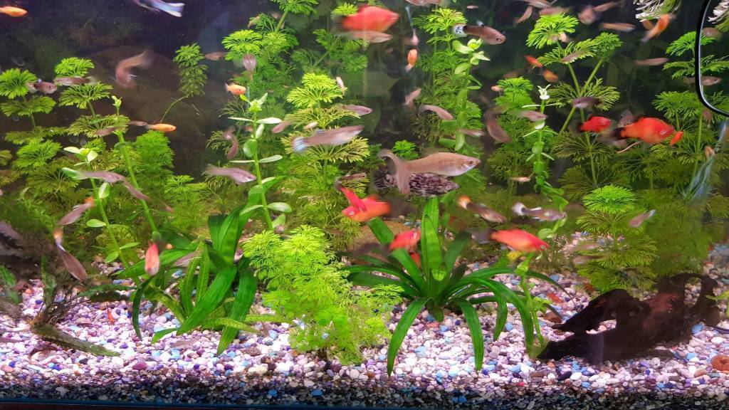 Tropical Fish and Plants - Livebearers and Plecos 