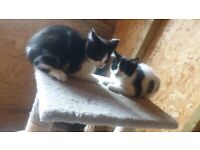 2 lovely kittens, girls.. only £50