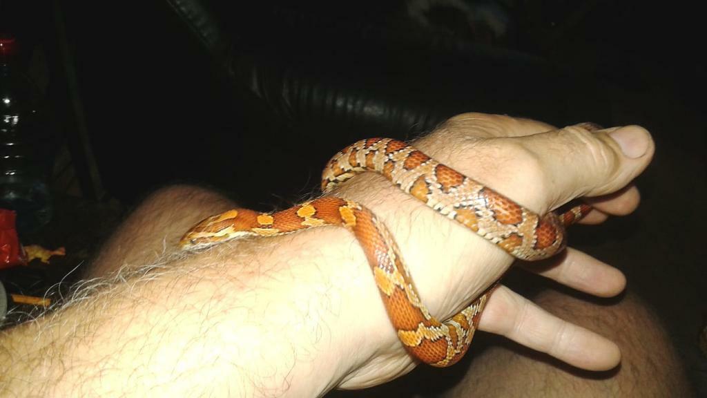 Carolina corn snake in Runcorn, Cheshire Gumtree