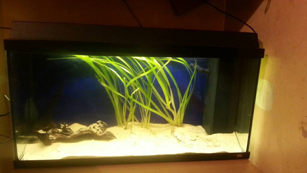 Jewel juwel fish tank 125L with light pump filter heater sand plants