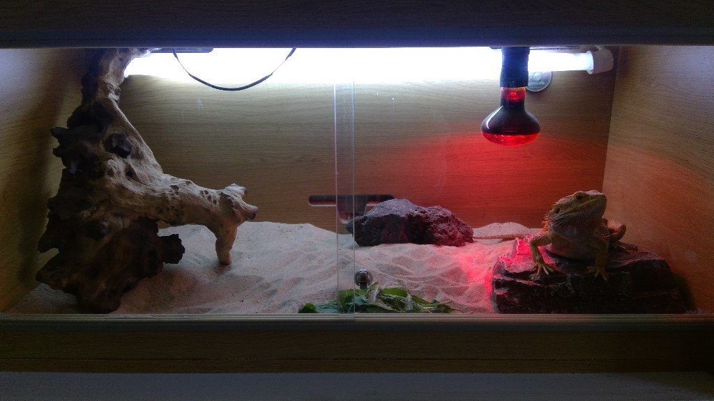 3 foot Vivoxotic Vivarium, Full set up, heat lamp, thermostat, uv light