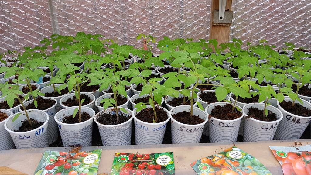 Plants for sale in South Shields, Tyne and Wear Gumtree