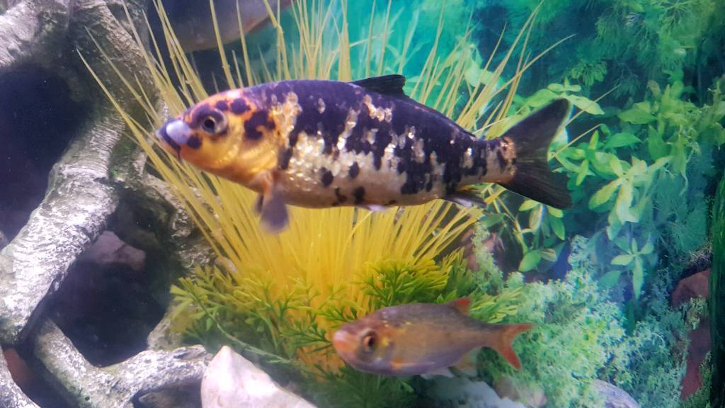 Cold water fish Koi quick sale in Huddersfield, West Yorkshire Gumtree