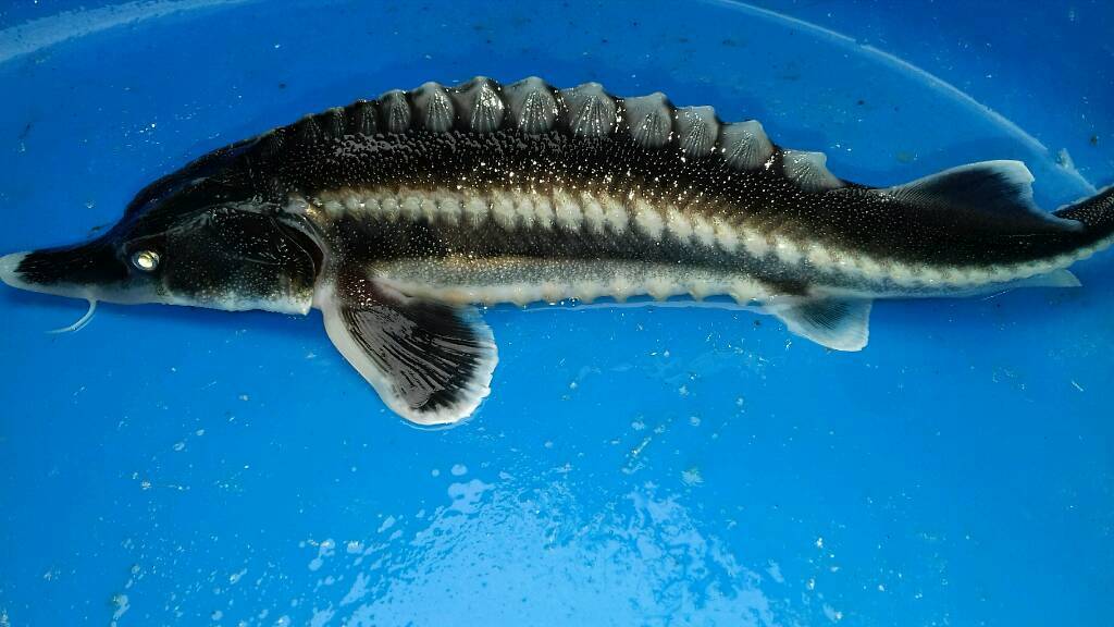 Koi carp pond fish sturgeon mix 8to16inch in Ipswich, Suffolk Gumtree