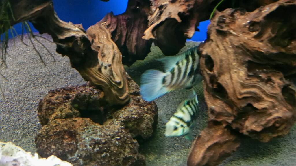 Honduran Red Point Cichlids x4 | in Wakefield, West ...