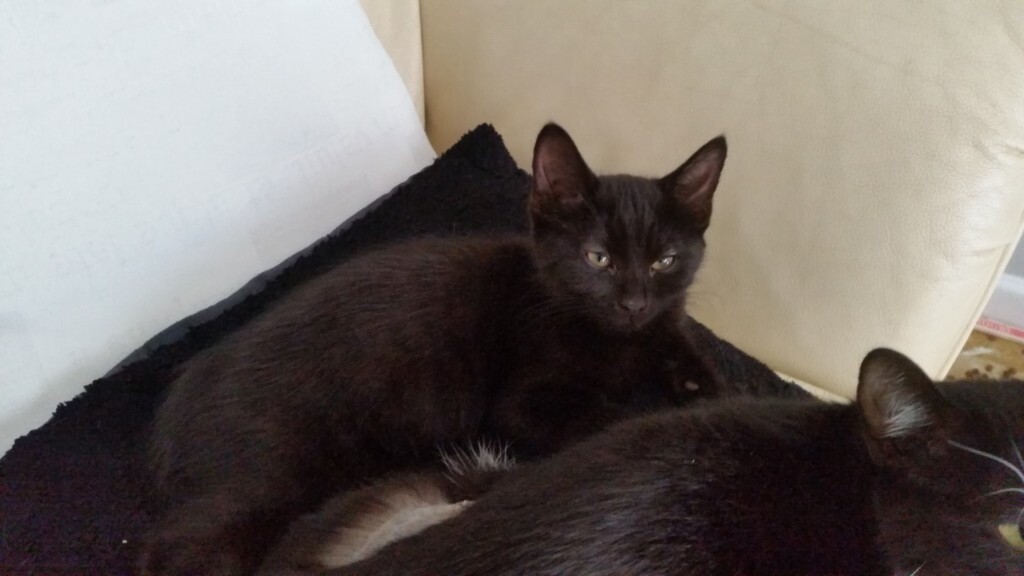 1 beautiful domestic long hair/ragdoll kittens for sale. Flead, wormed