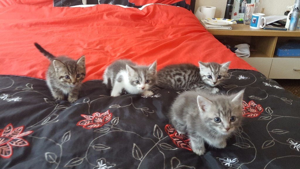BIRMAN-CROSS KITTENS, 4 FLUFFY BOYS, BLUE EYED, MEDIUM ...