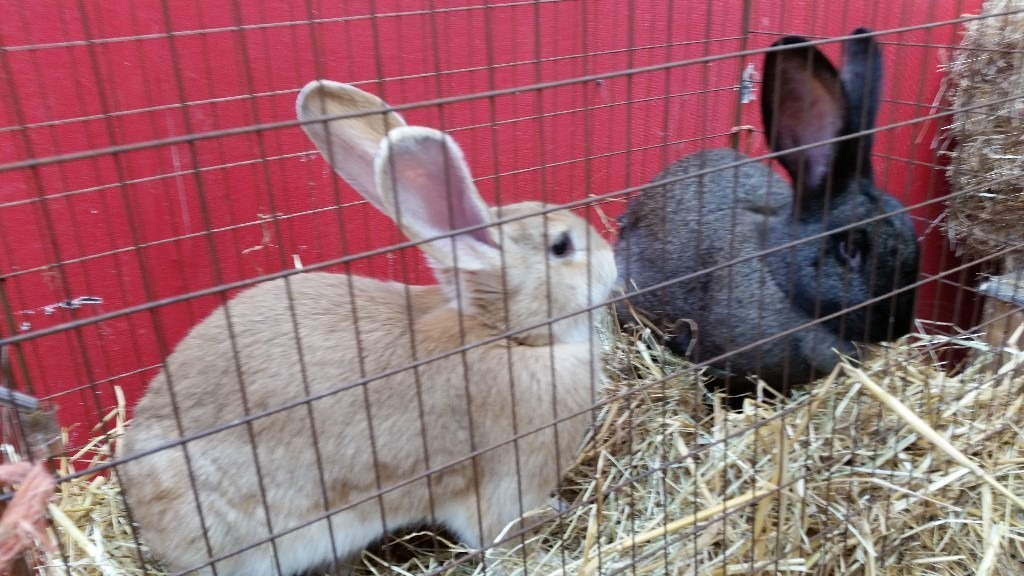 7 Beautiful Continental Giant Rabbits For Adoption in Rushden