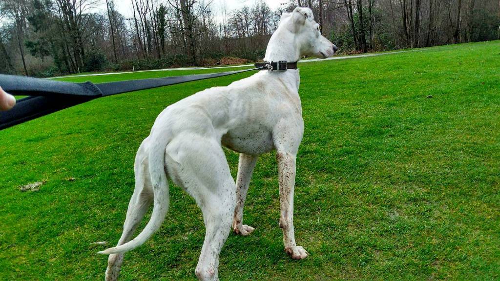 Lurcher pups bull whippet grey in Magherafelt, County Londonderry