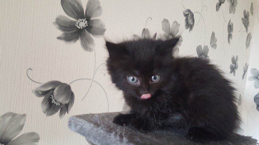 Two female kittens for sale in Sheerness, Kent Gumtree
