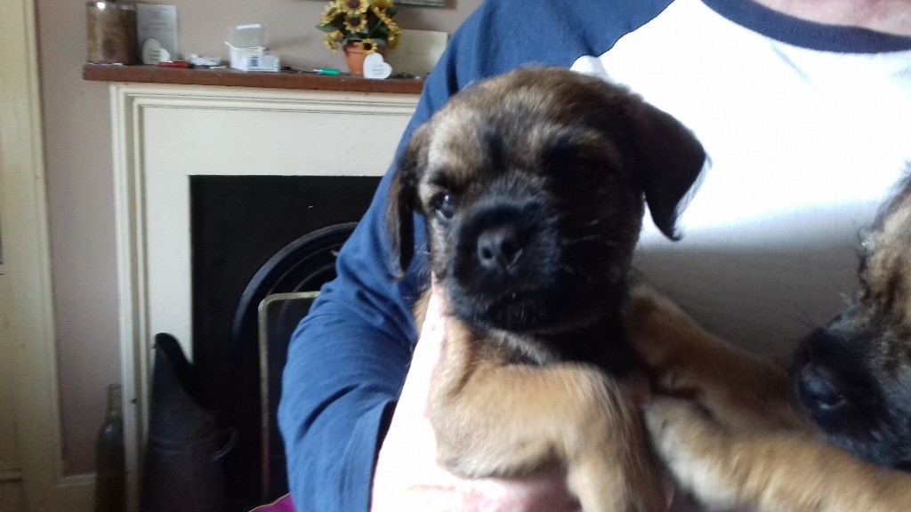 Female Border Terrier puppy for sale in Hawick, Scottish Borders