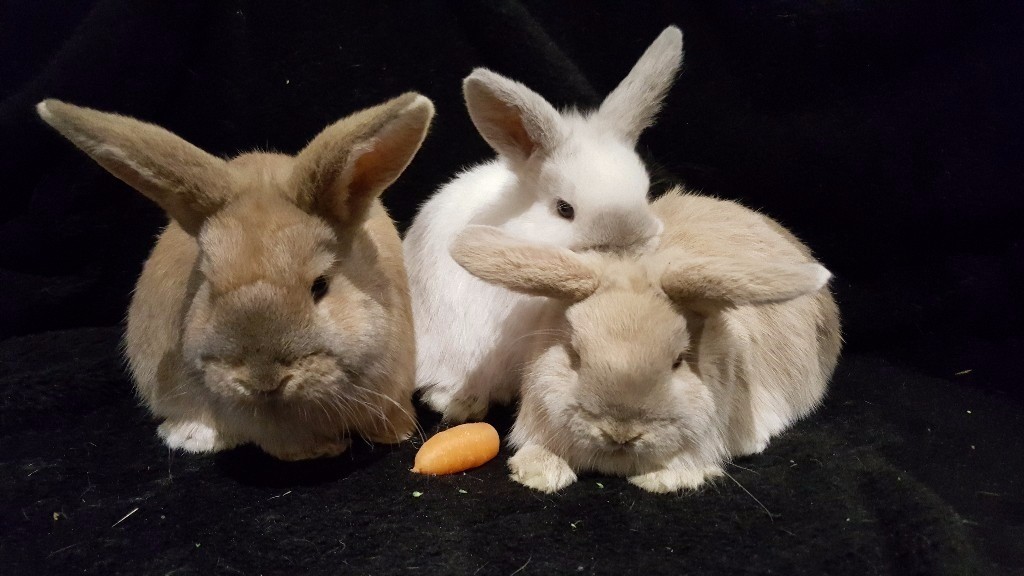 Baby Bunnies for Sale in Banchory, Aberdeenshire Gumtree