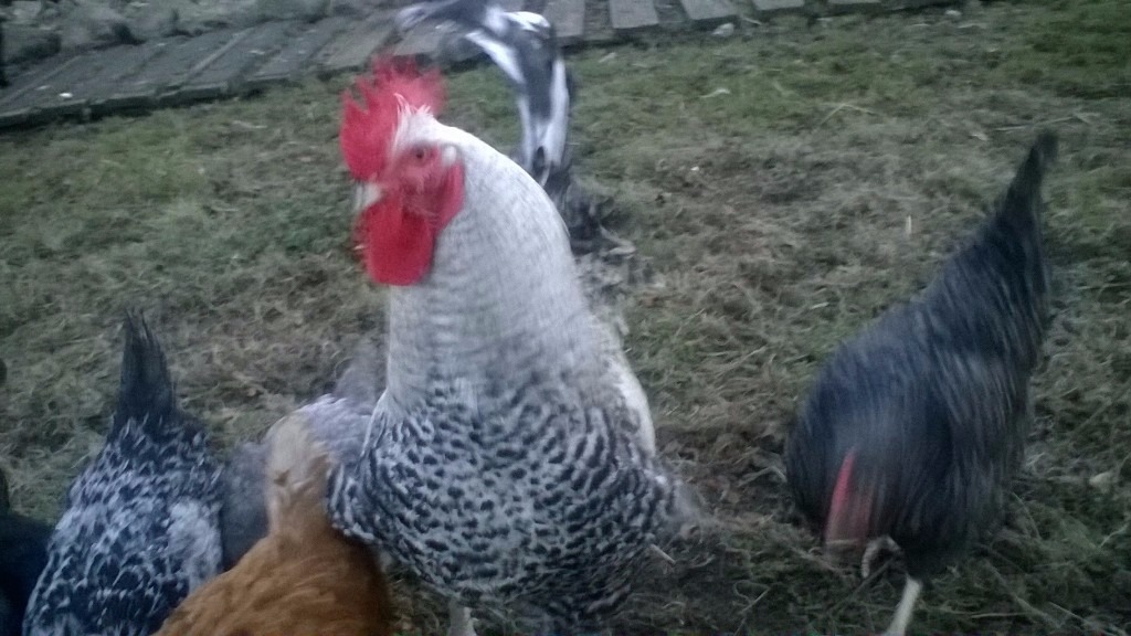 Hens/Chickens For sale in Newcastle, County Down Gumtree