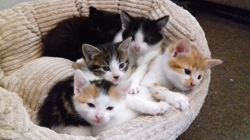 3 lovely fluffy kittens for sale in Shepherds Bush, London Gumtree