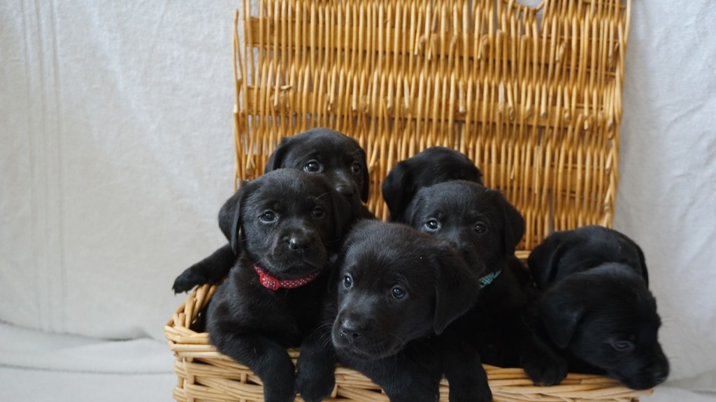 litter of 9 KC registered black Labrador puppies in