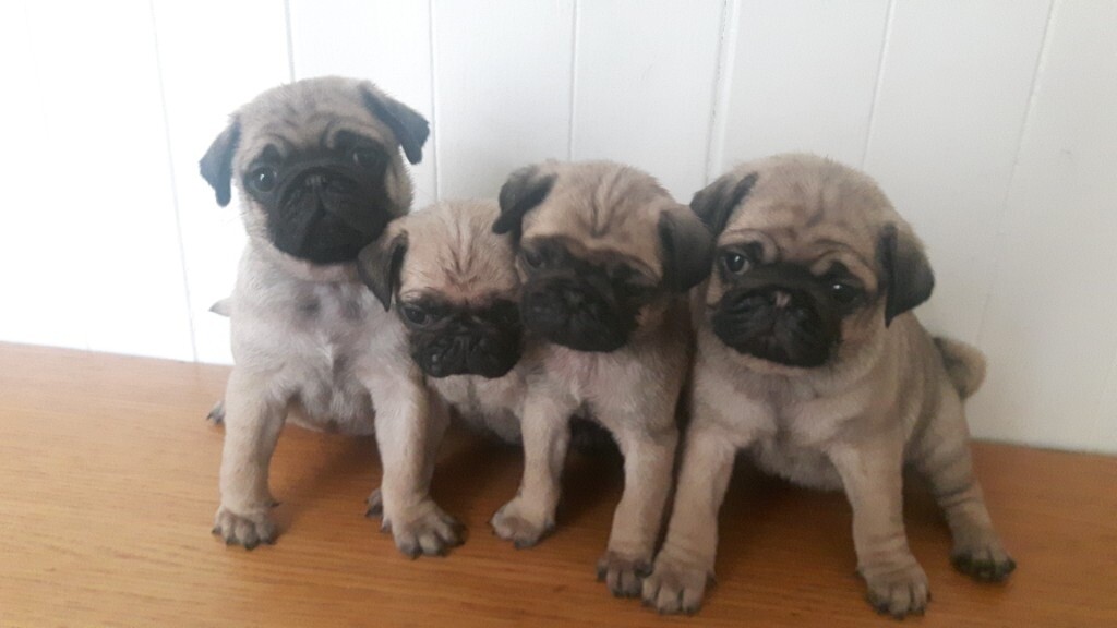 4 fully bread beautiful pug pups in AshtonunderLyne, Manchester