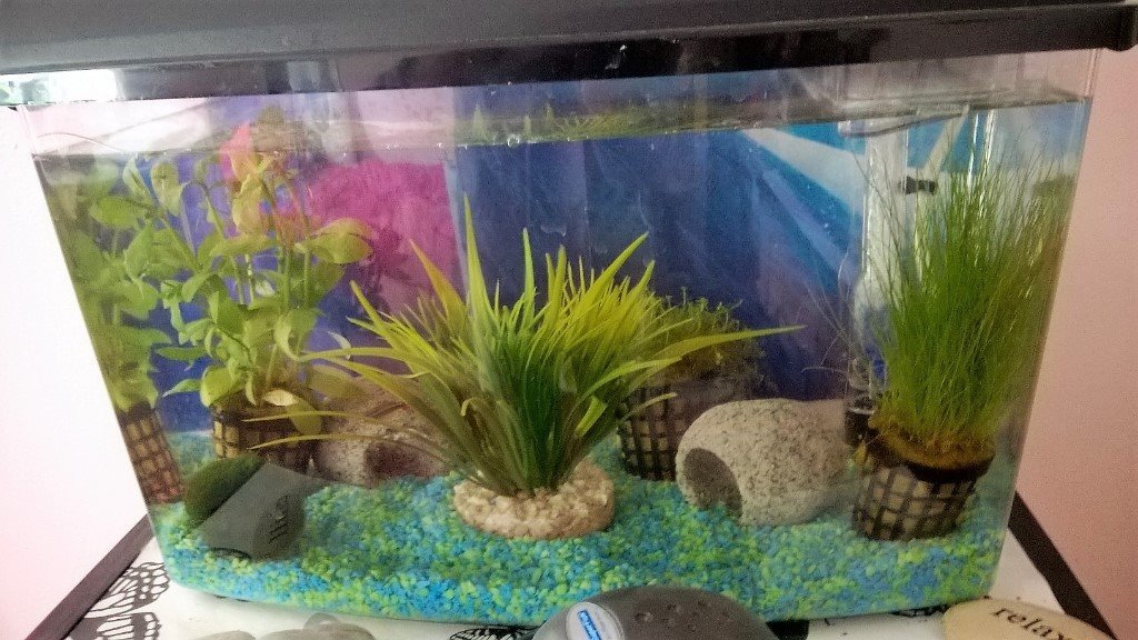 Minnow Fish( Four) and Tank Free to Good Home in Orpington, London