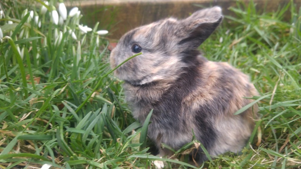 Bunny Rabbits for sale in Maybole, South Ayrshire Gumtree