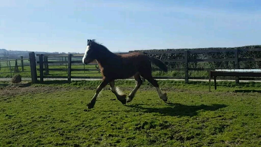 Clydesdale x friesian colt in Newtownstewart, County Tyrone Gumtree