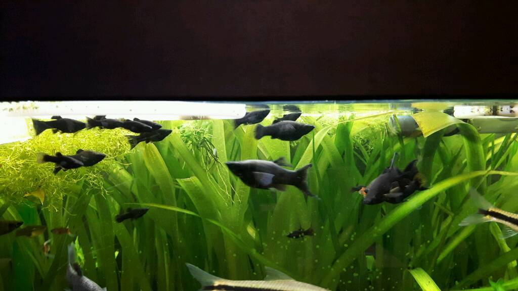 Aquarium fishMollies for sale in Sutton, London Gumtree