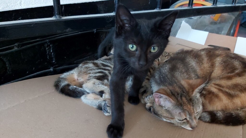 Adorable Black Bengal X tabby kitten for sale | in Leicester