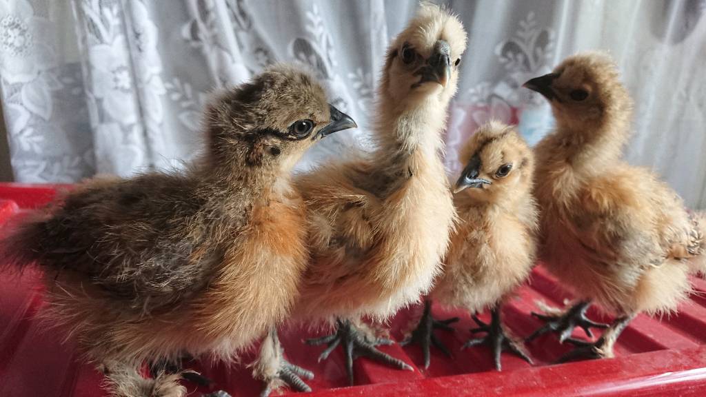 4 Unsexed Gold Partridge Silkie Chicks Chicken in Saltley, West Midlands Gumtree