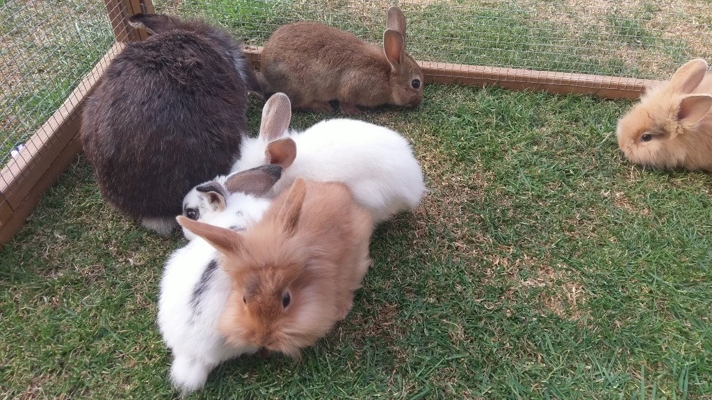 8 cute baby rabbits for sale in Dereham, Norfolk Gumtree