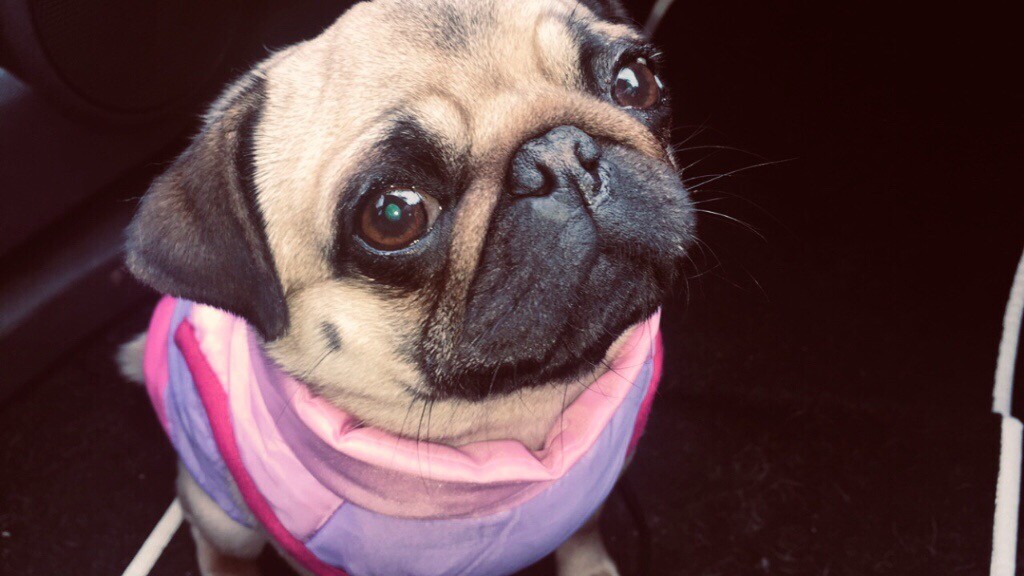 Female pug for sale in East End, Glasgow Gumtree