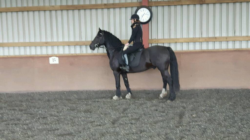 Stunning Welsh cob cross 15.2 8 year old in Kirkmuirhill, South