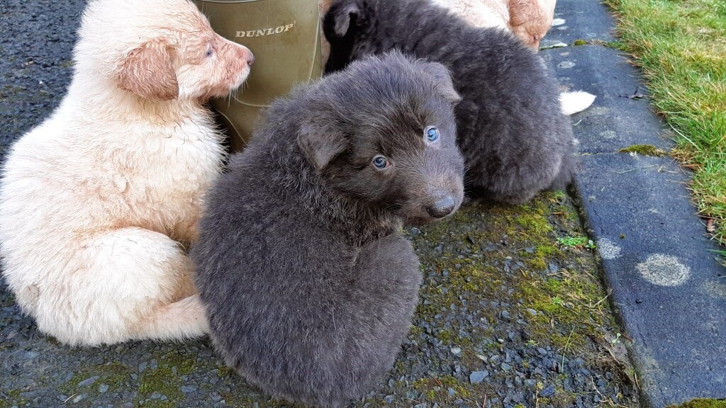 VERY RARE Blue, Apricot, Fawn/Isabella Gsd Puppies for Sale in Girvan