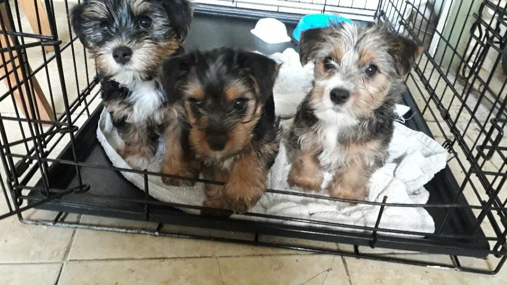 YorkieRussel Puppies in Saxmundham, Suffolk Gumtree