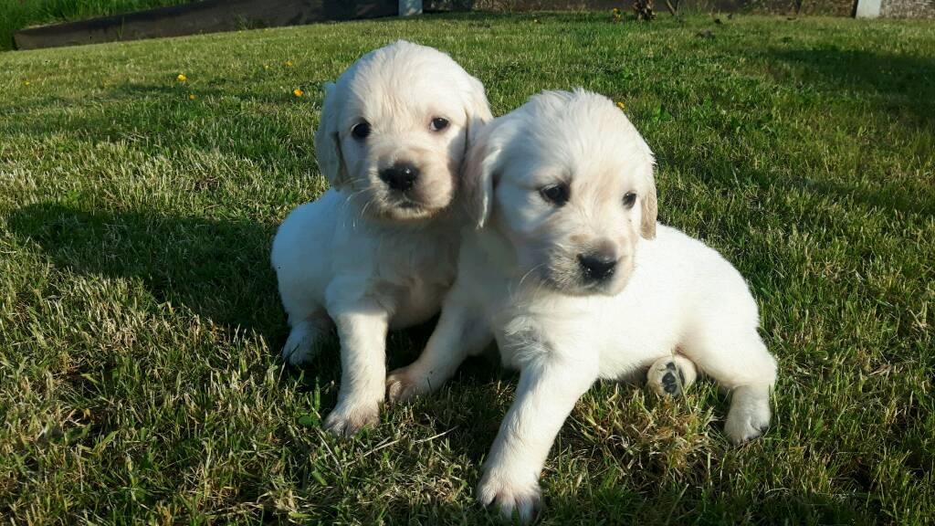 Golden Retriever puppies. Kennel Club Registered. in Larne, County