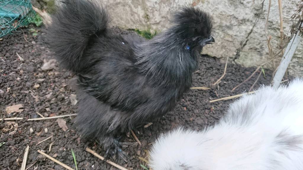 Paint Carrier Bantam Bearded Silkie Chick for Sale Chicken in Alum Rock, West Midlands Gumtree