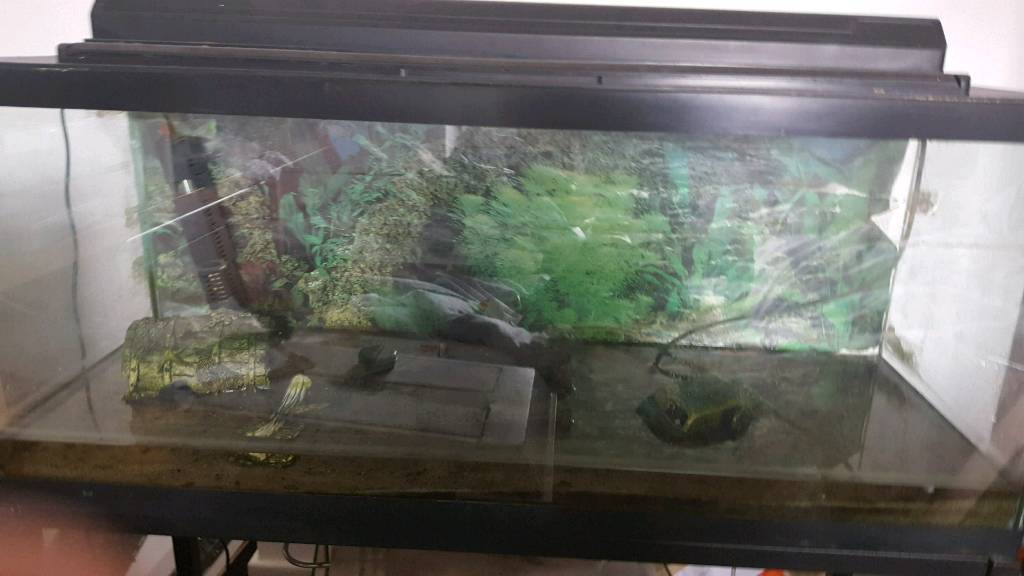 2 Fish tanks used in Denny, Falkirk Gumtree