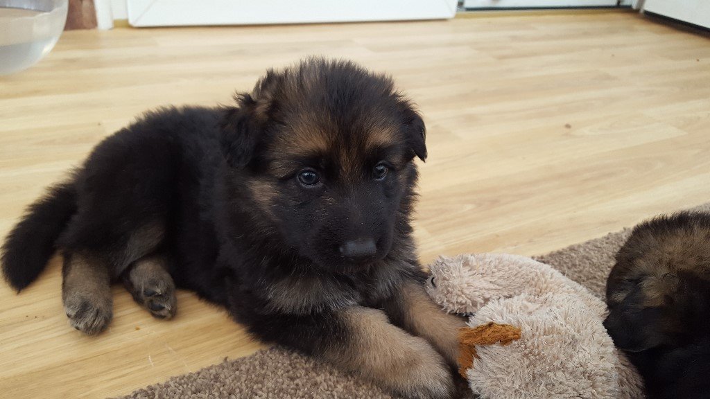KC Registered Long Haired/Straight back German Shepherd in Rosson