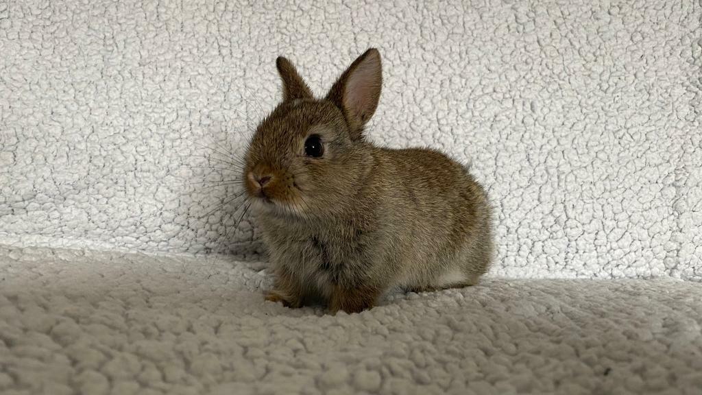 Agouti Squirrel Netherland Dwarf Pet Rabbit - Doe | in Epsom, Surrey ...