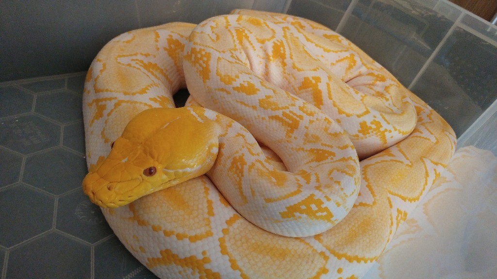 Proven Male white phase python reticulated | in Fakenham, Norfolk | Gumtree